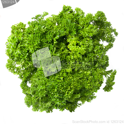 Image of Bouquet of parsley isolated on white