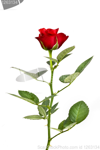 Image of red rose isolated on white