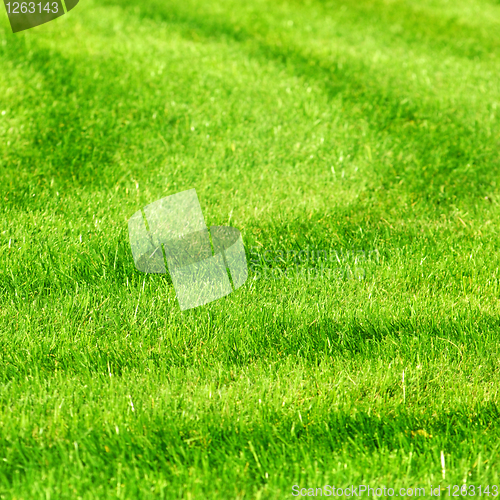 Image of green grass background with stripes
