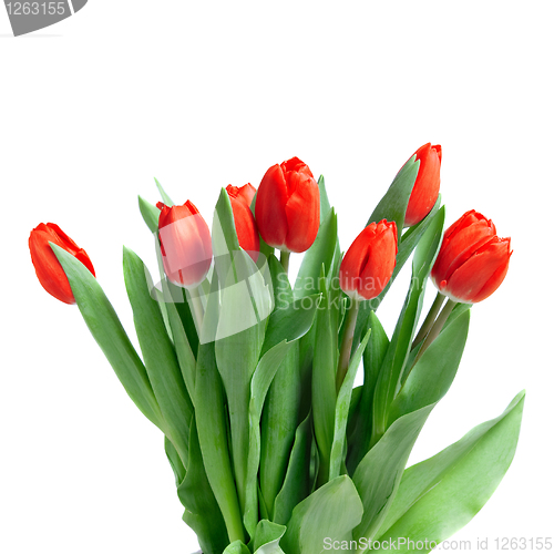 Image of close-up red tulips isolated on white