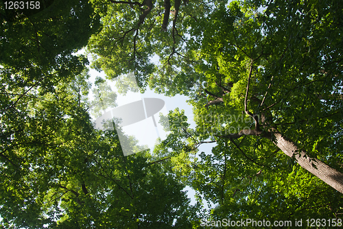 Image of green forest