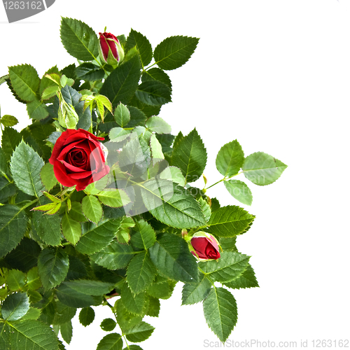 Image of red rose bouquet isolated on white