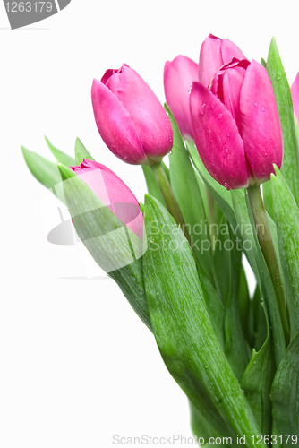 Image of close-up pink tulips isolated on white