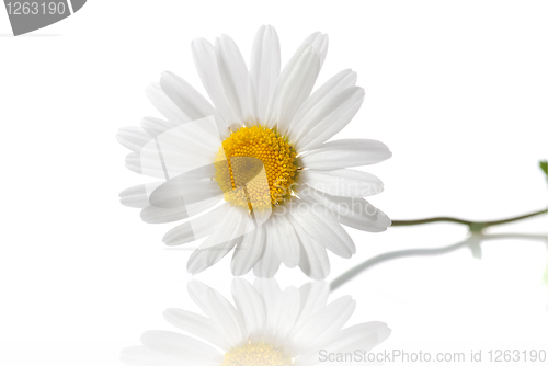 Image of white chamomile isolated on white