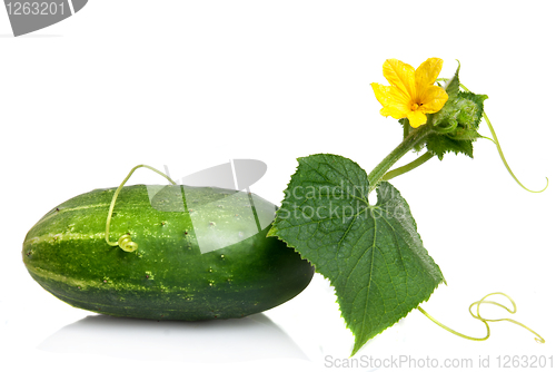 Image of green cucumber with leaves and flower isolated on white