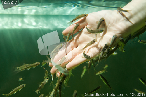 Image of Hand in water with fishes (Fish spa for skin care)