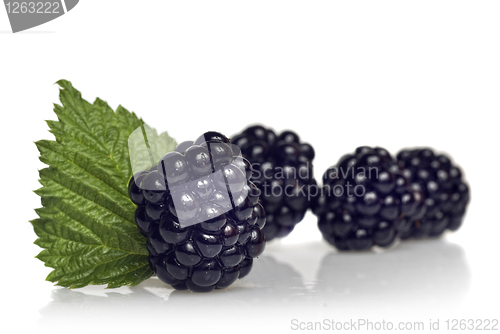 Image of blackberry with green leaf isolated on white