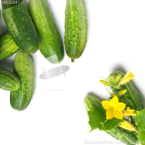 Image of green cucumbers with leaves and flower isolated on white