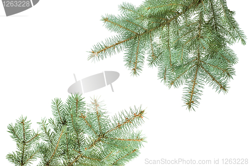 Image of Branch of christmas fir tree isolated on white