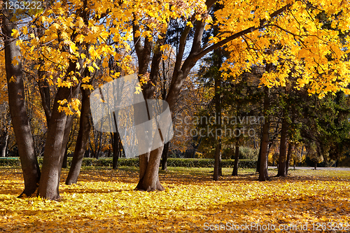 Image of autumn trees in the park