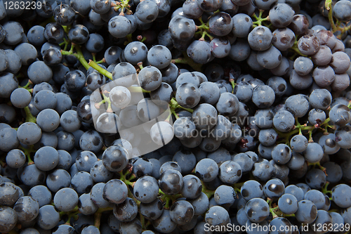 Image of background from blue grape