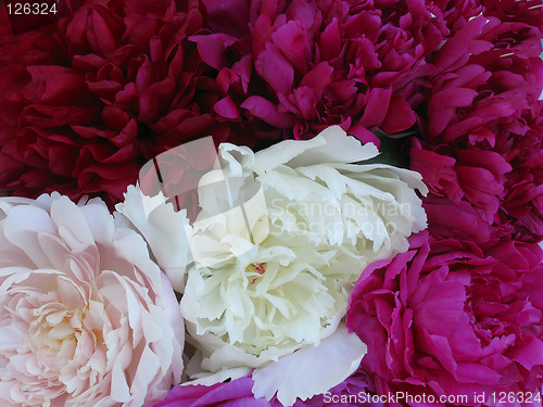 Image of Peonies