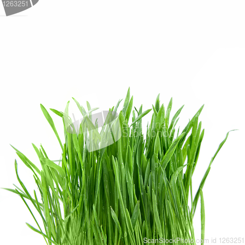 Image of close-up green grass isolated on white