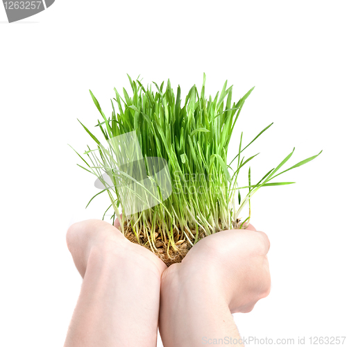 Image of human hand holding green grass on white