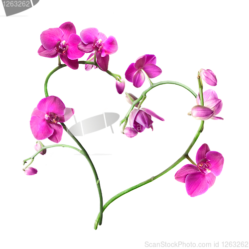 Image of heart from pink orchids isolated on white