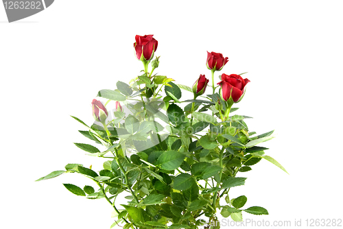 Image of red rose bouquet isolated on white