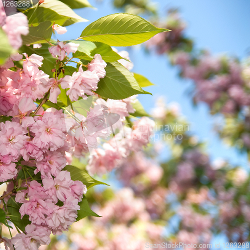 Image of spring blossom of purple sakura against blue sky