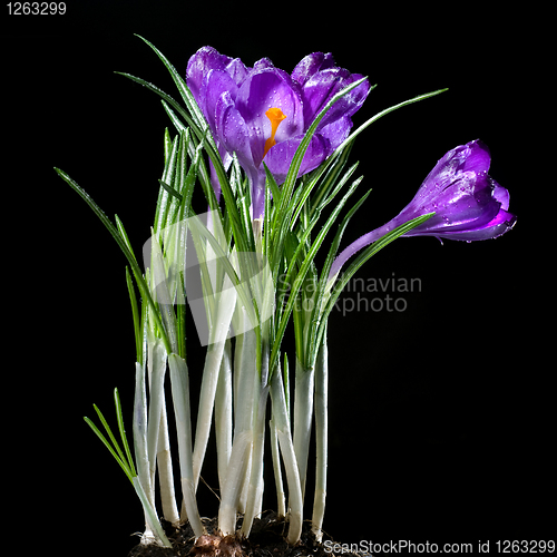 Image of crocus bouquet isolated on black