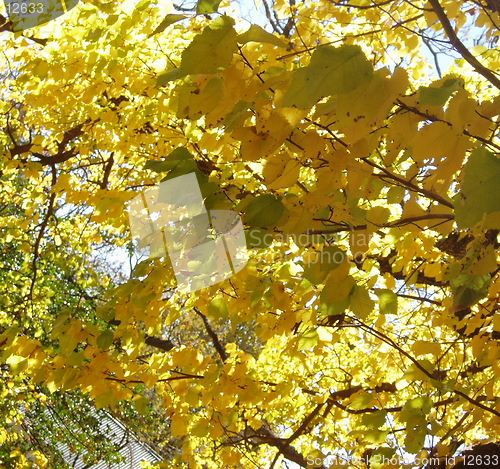 Image of autumn 9