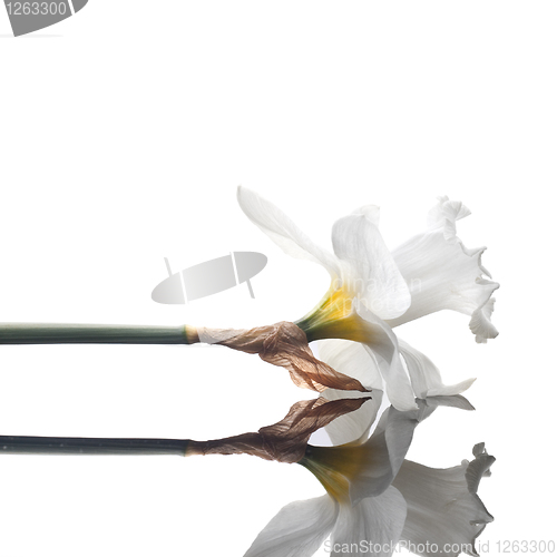 Image of white narcissus isolated on white background