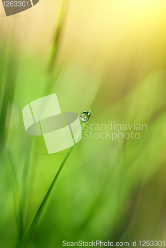 Image of green grass with water drop and sun light