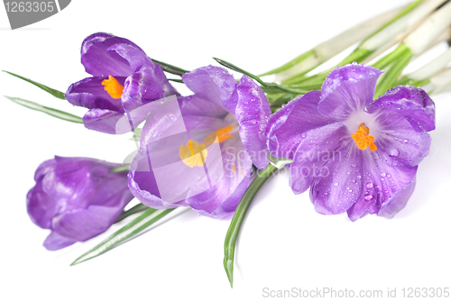 Image of crocus bouquet with water drops isolated on white