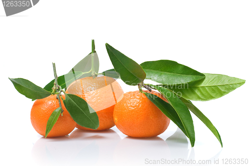 Image of Tangerines with green leaves isolated on white