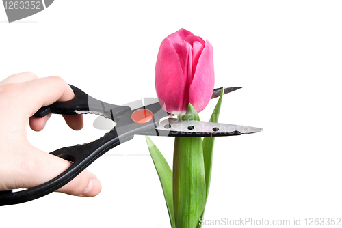 Image of scissors cutting pink tulip isolated on white