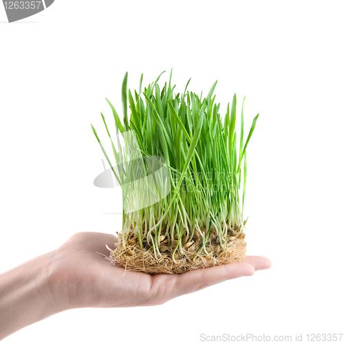 Image of human hand holding green grass on white