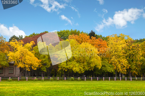 Image of Autumn trees over the blue sky 