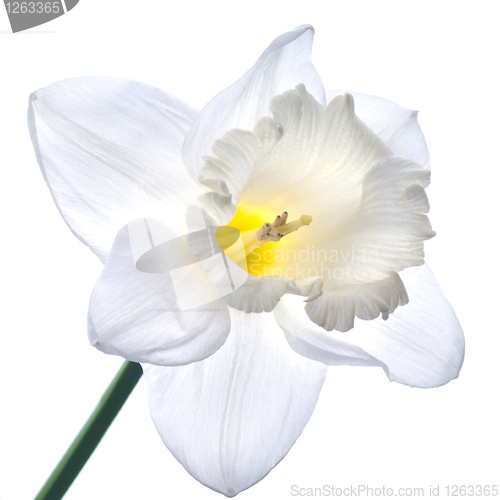 Image of white narcissus isolated on white background