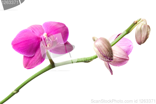 Image of pink orchid branch isolated on white