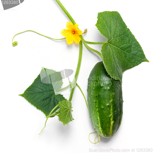 Image of green cucumber with leaves and flower isolated on white