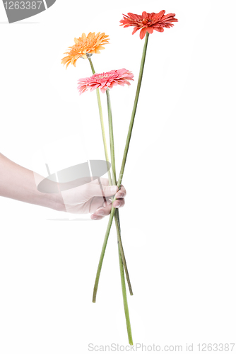 Image of Bouquet from daisy-gerbera in hand isolated on white