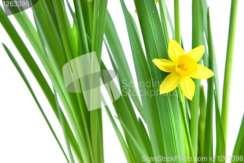 Image of narcissus isolated on white