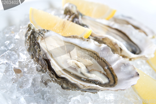 Image of raw oysters with lemon and ice