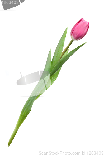 Image of pink tulip isolated on white
