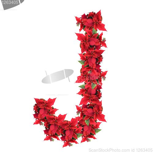 Image of letter from red christmas flowers isolated on white