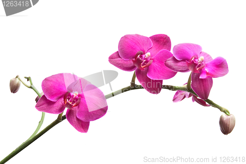 Image of pink orchid isolated on white
