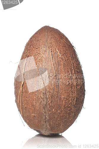 Image of coconut isolated on white