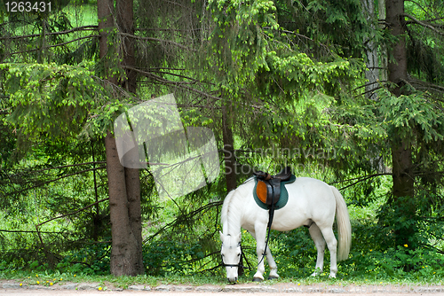Image of Horse in the forest