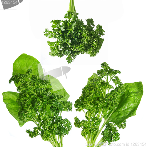 Image of green spinach and parsley isolated on white