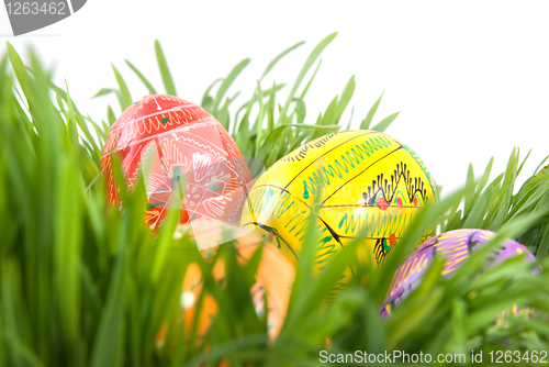 Image of color easter eggs in nest from green grass on white