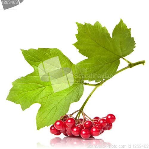 Image of Berries of red Viburnum with leaves isolated on white