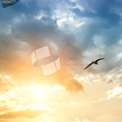 Image of bird and dramatic clouds