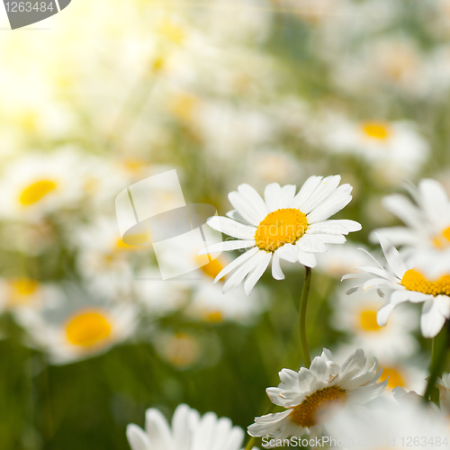 Image of white chamomiles on meadow