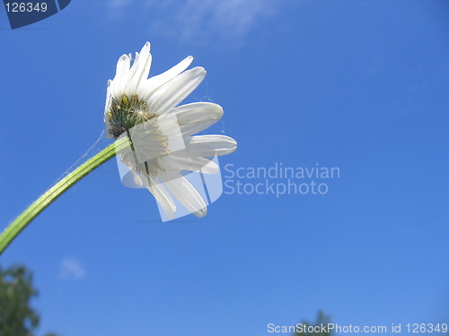 Image of Flower