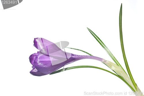 Image of single crocus isolated on white