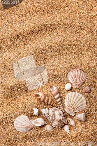 Image of frame from various shells on sand