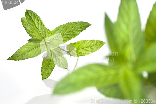 Image of green mint isolated on white